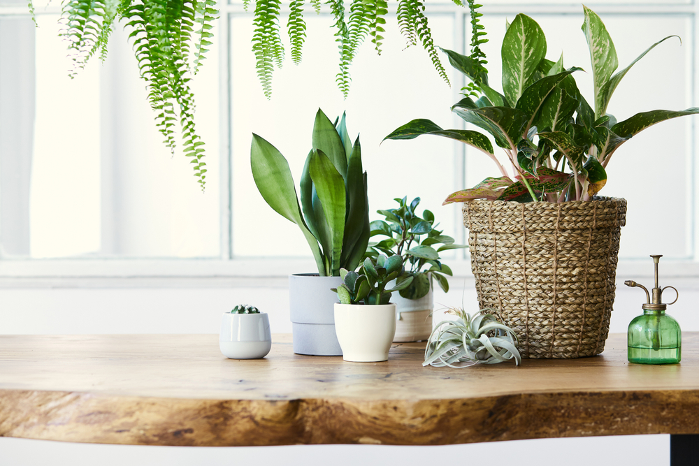 9 ideias de plantas para ter em apartamento