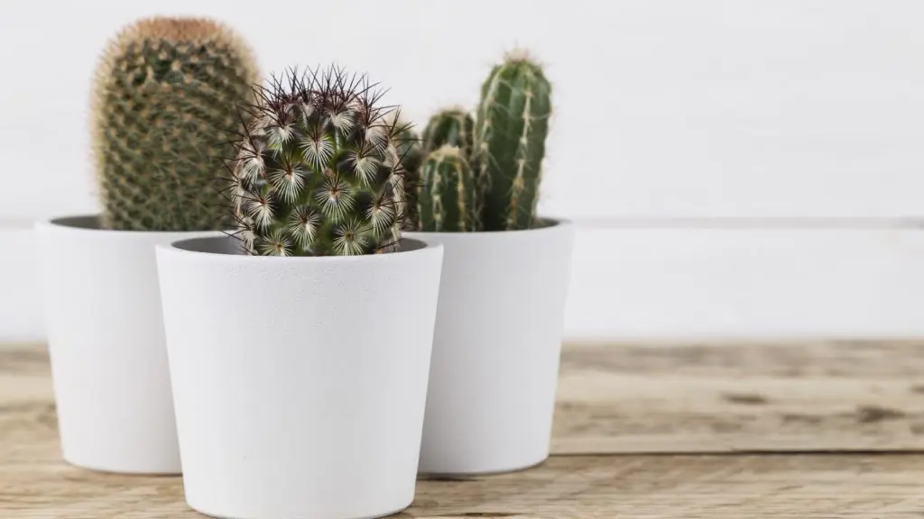 Plantas para quarto: como transformar seu ambiente em um refúgio natural