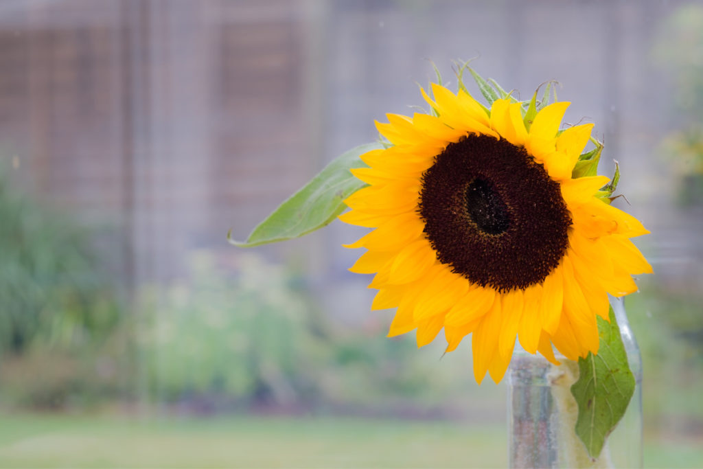 um girassol grande e aberto.  Imagem ilustrativa para texto flores que gostam de sol.