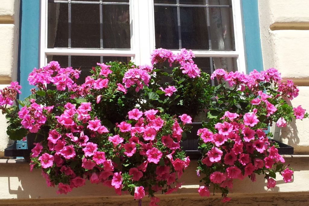 Flores que gostam de sol: saiba quais são e como cultivá-las