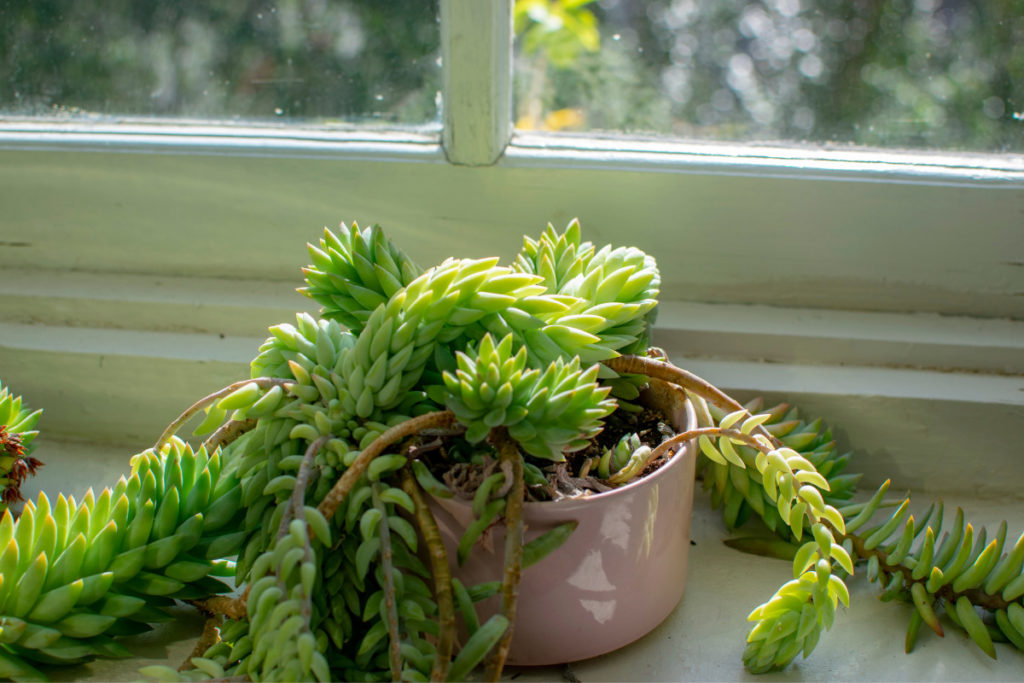planta suculenta em vaso perto de janela.