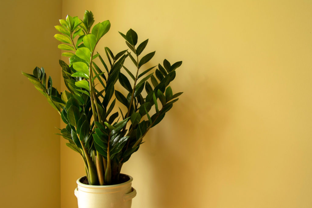 Zamioculca plantada em vaso branco. Imagem ilustrativa para texto plantas que não precisam de sol.