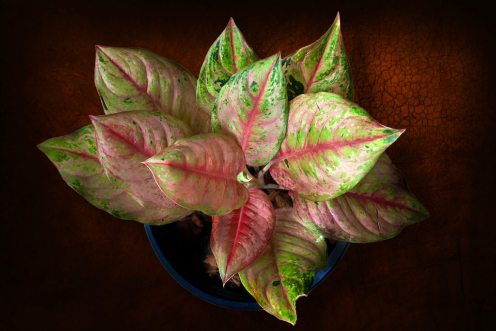 Planta aglaonema em um vaso. Imagem ilustrativa para texto plantas que não precisam de sol.