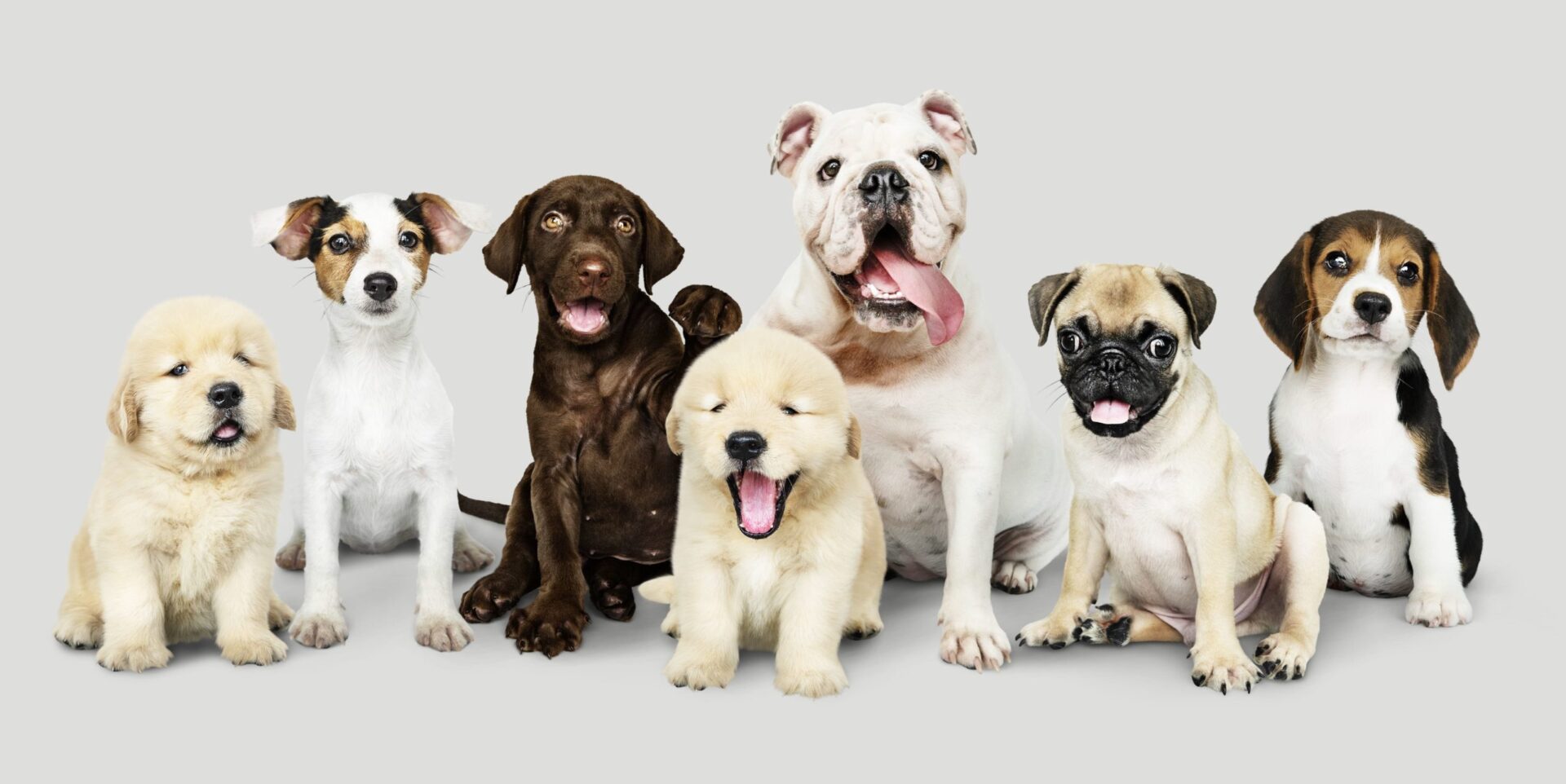 12 raças de cachorro pequeno para apartamento Riva Incorporadora