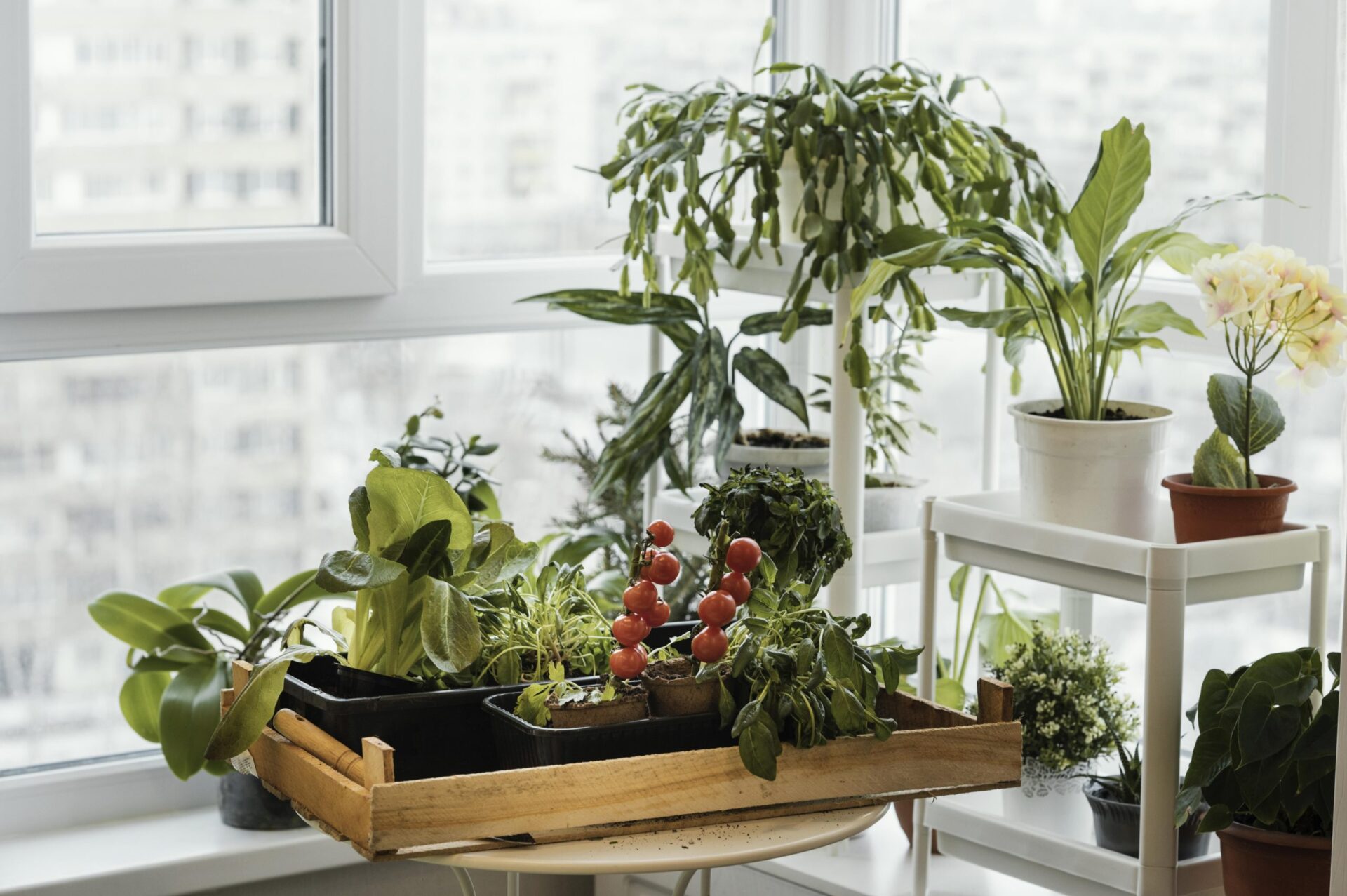 Horta em apartamento: como fazer e o que plantar? Aprenda aqui!  Riva Incorporadora