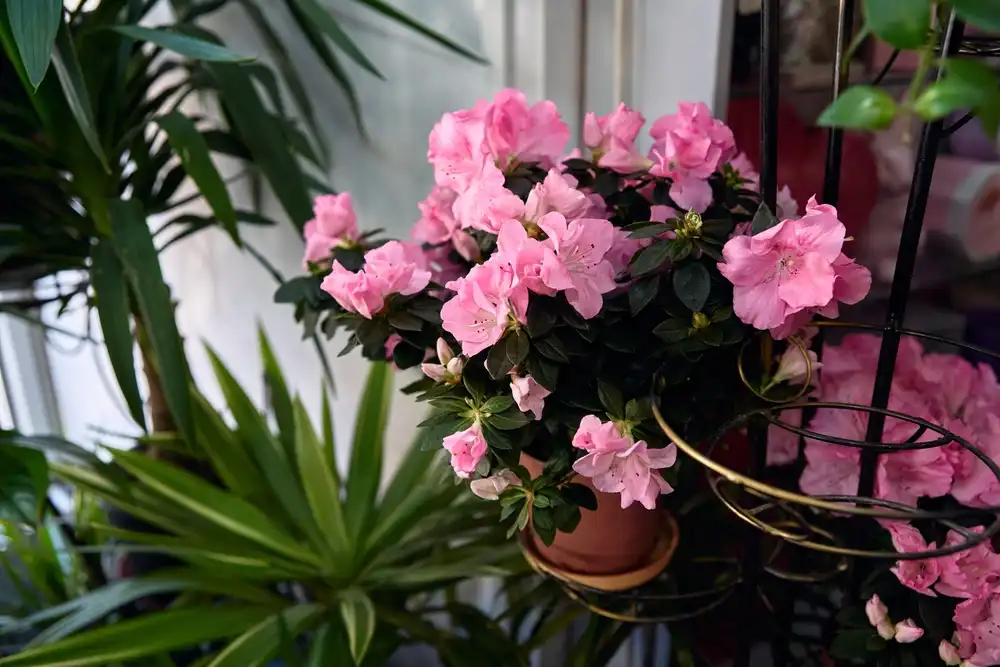 Plantas tóxicas: saiba quais evitar para proteger seu apartamento planta toxica azaleia.jpg Plantas tóxicas: saiba quais evitar para proteger seu apartamento
