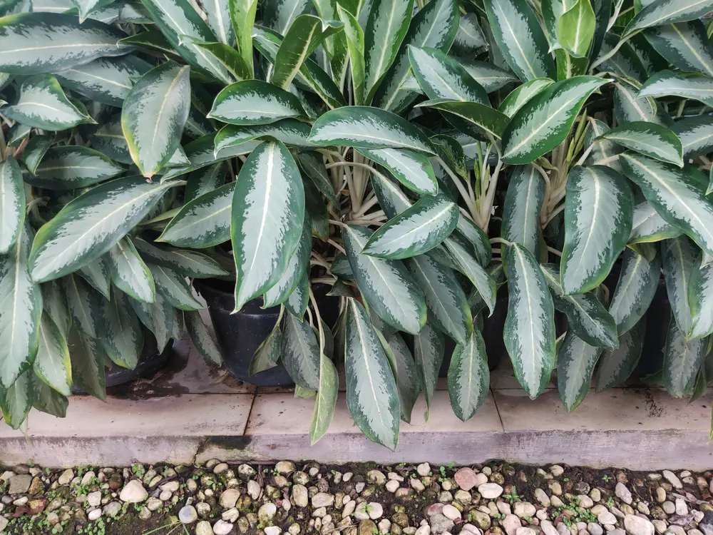 Plantas para quarto: como transformar seu ambiente em um refúgio natural