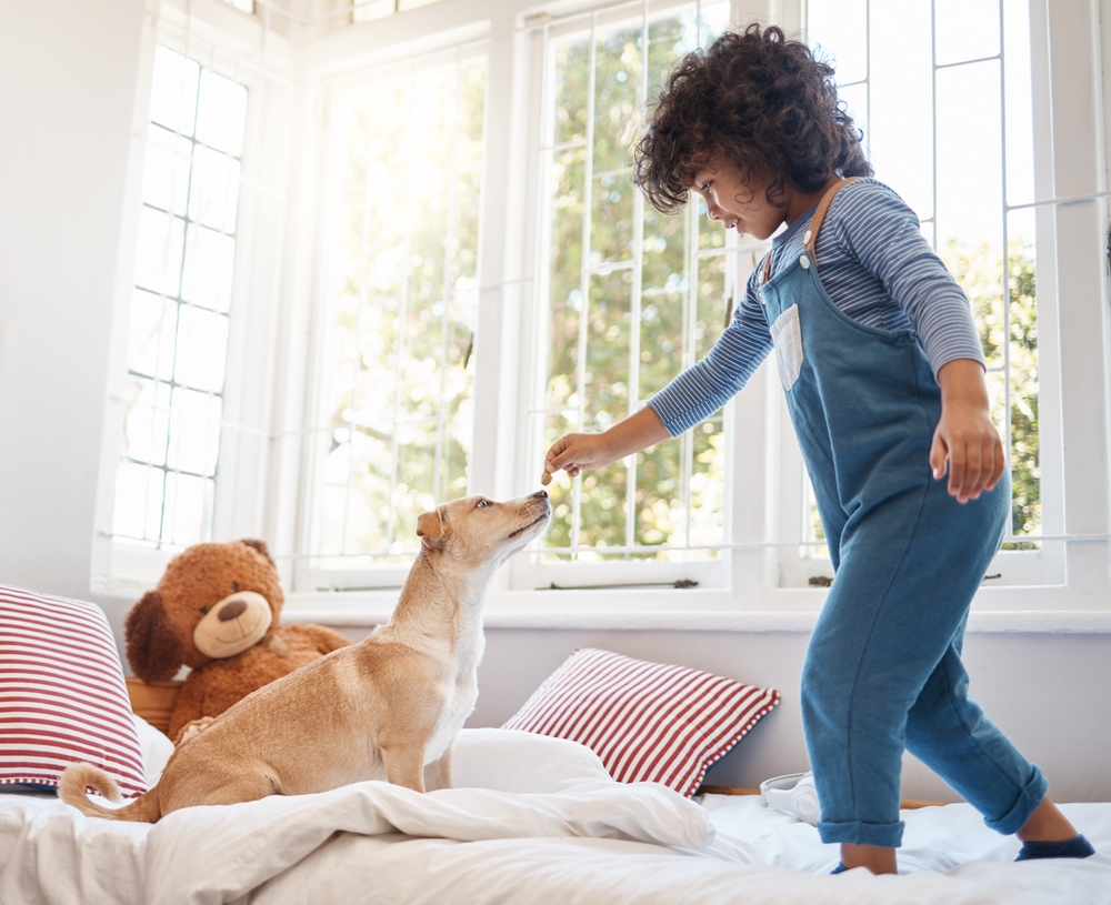 Cantinho pet: mais bem-estar e afeto no seu lar Cantinho pet cachorro e criança brincando