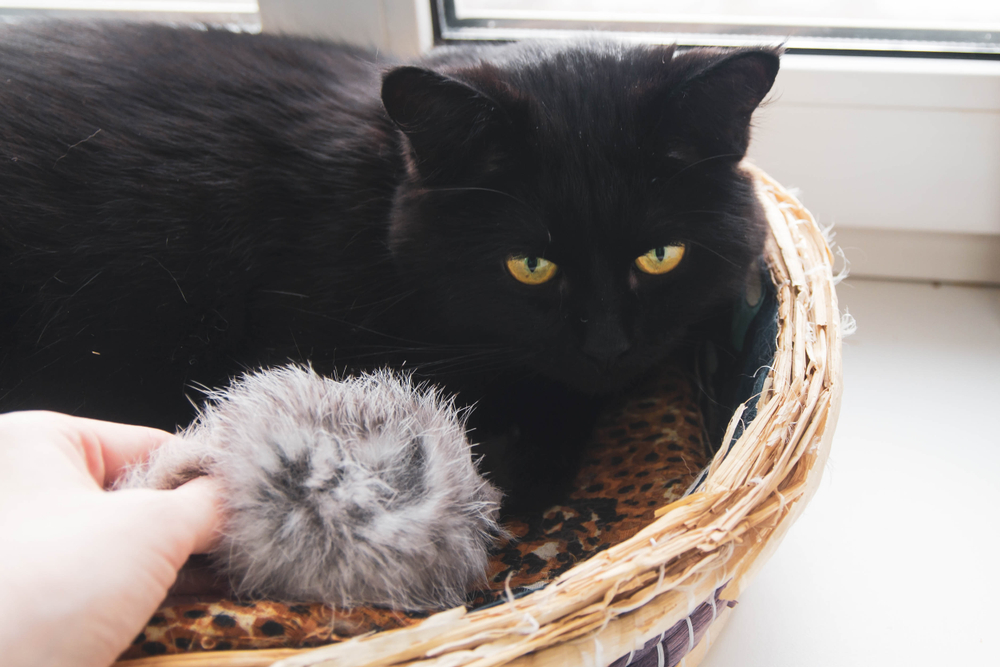Cantinho pet: mais bem-estar e afeto no seu lar Cantinho pet gato